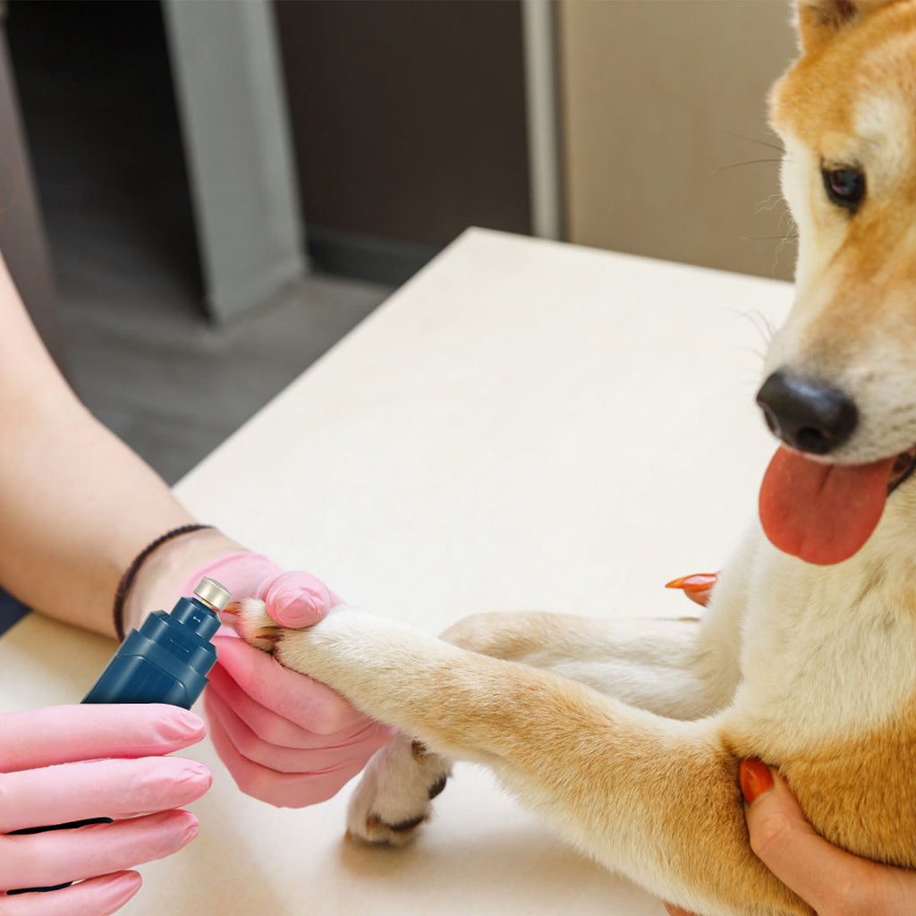 Dog being trimmed